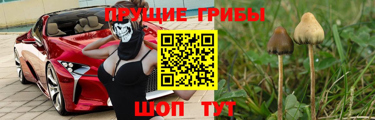 Псилоцибиновые грибы GOLDEN TEACHER  Вход с VPN  Дубна 
